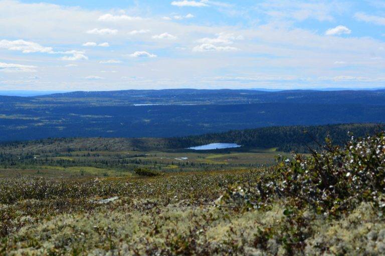 hyttetomter i ringsakerfjellet