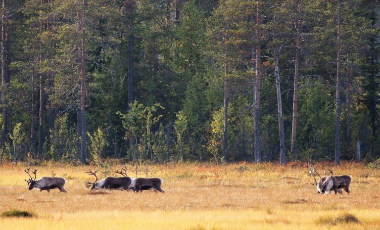 Reinsdyr i pihlske