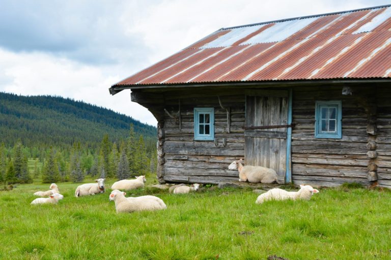 Sau ved seterhus på Storstilen